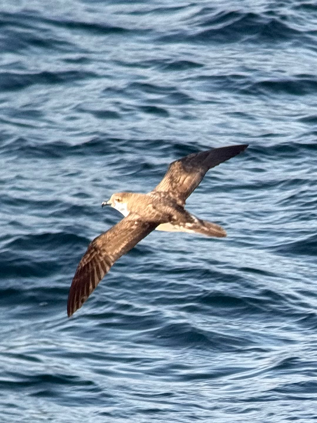 Juan Fernandez Petrel (Pterodroma externa), photo 10
