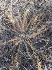 Oxytropis myriophylla