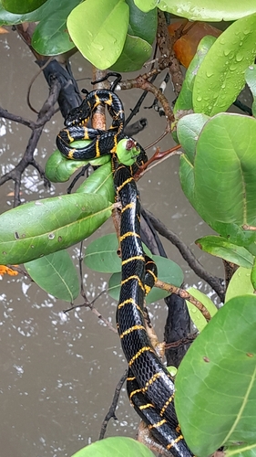 Boiga dendrophila