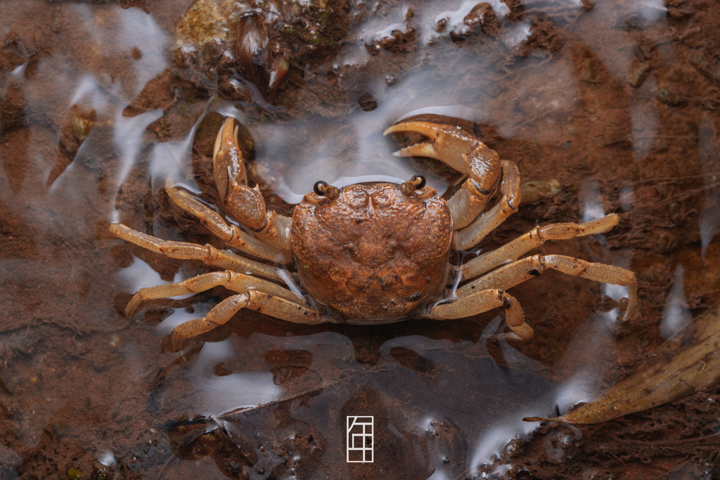 Aparapotamon grahami
