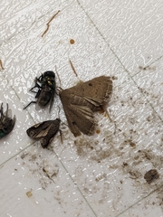 Simplicia discosticta