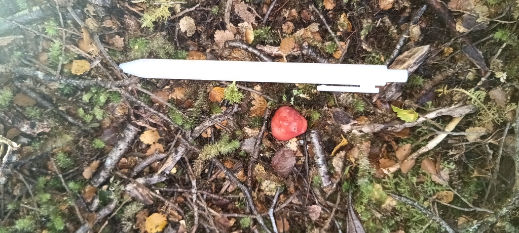 Russula kermesina · April 2026 · photo: © ekojeo (iNaturalist, cc-by)
