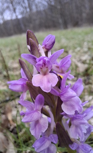 Roman Orchid