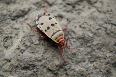 Probergrothius
