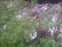 Leptospermum riparium