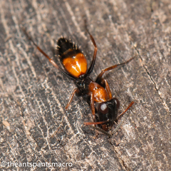 Opisthopsis picta