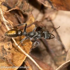 Myrmecia gilberti