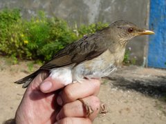Turdus pelios