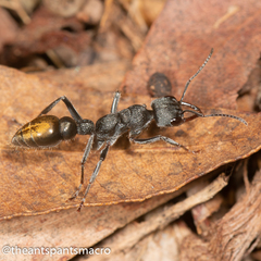 Myrmecia gilberti