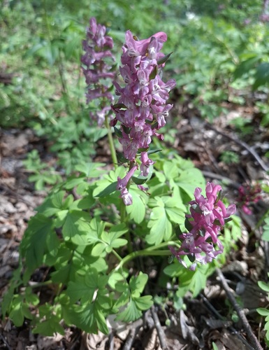 Hollowroot
