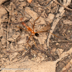 Leptomyrmex rufipes