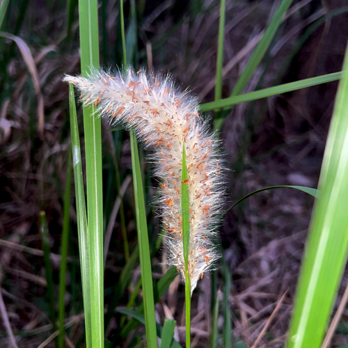 Cogongrass (Imperata cylindrica)