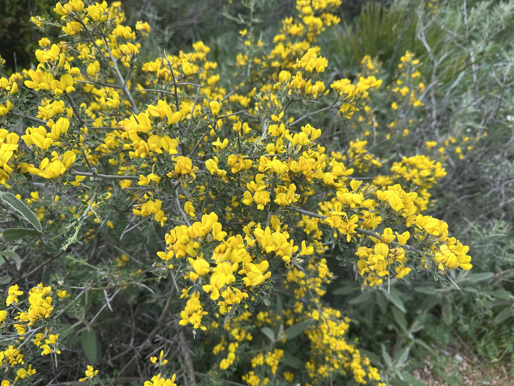 Hairy Thorny Broom (Calicotome villosa)