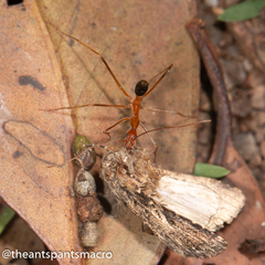 Leptomyrmex rufipes