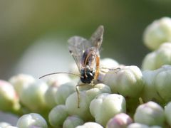 Itoplectis maculator