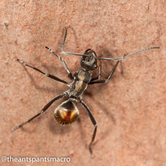 Polyrhachis brisbanensis