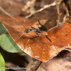 Leptomyrmex rothneyi