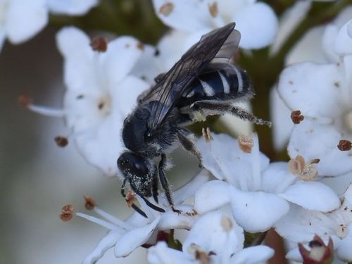 Ashy Furrow Bee, Groesbeek, Nederland, photo 2 of 10