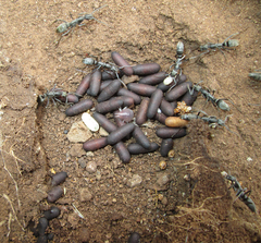 Ophthalmopone berthoudi