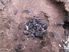 Ophthalmopone berthoudi