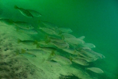 Helotes octolineatus