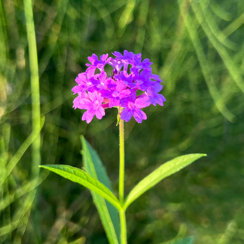 Tuberous Vervain (Verbena rigida)