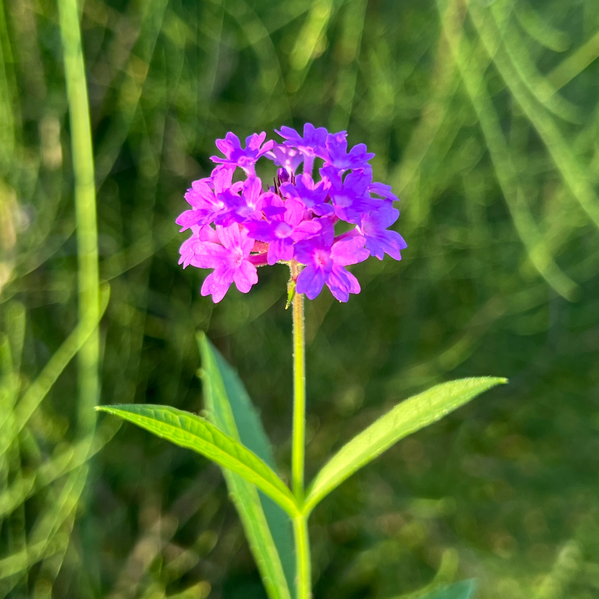 Tuberous Vervain (Verbena rigida)