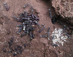 Ophthalmopone berthoudi