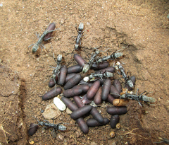 Ophthalmopone berthoudi