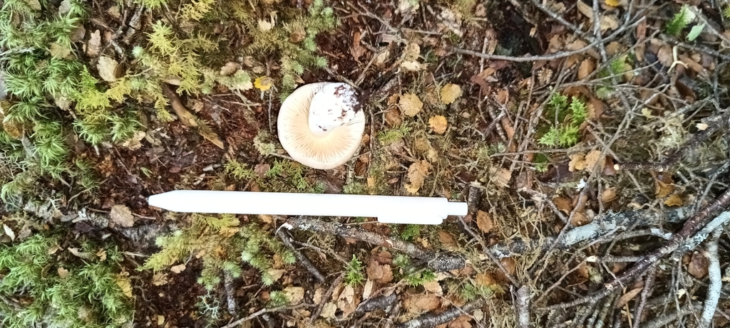 Russula purpureotincta · April 2026 · photo: © ekojeo (iNaturalist, cc-by)