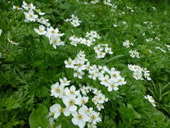 Anemonastrum crinitum