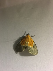 Peridrome orbicularis