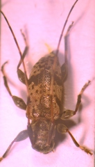 Leiopus femoratus