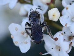 Lasioglossum sexnotatum