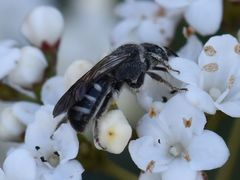 Lasioglossum sexnotatum