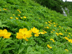 Trollius riederianus