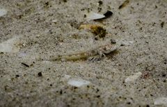 Favonigobius lateralis
