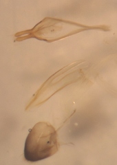 Leiopus femoratus