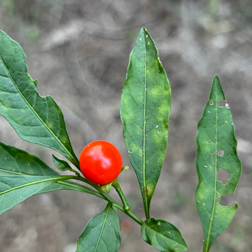 Jerusalem cherry (Solanum pseudocapsicum)