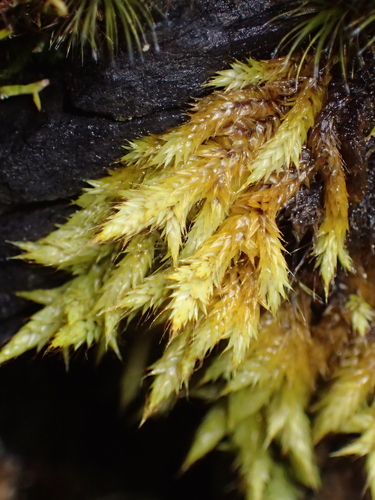 Royal Rock Moss (Rhacocarpus purpurascens)