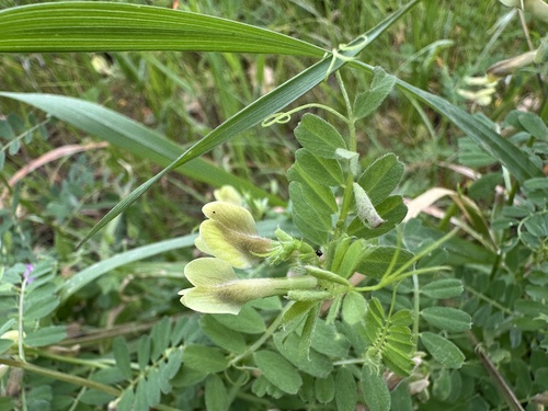 Vicia hybrida (Vicia hybrida)