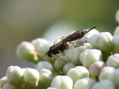 Itoplectis maculator