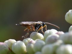 Itoplectis maculator