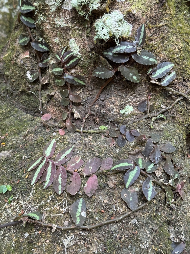 Phu lệ nam – Procris repens