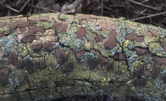 Biscogniauxia nummularia