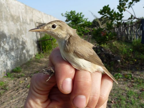 Western Olivaceous Warbler, Kombo South, The Gambia, photo 6 of 10