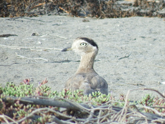 Burhinus superciliaris