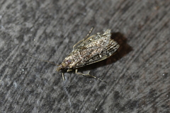 Eudonia philerga