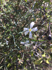 Phlox tenuifolia