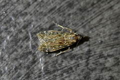 Eudonia philerga